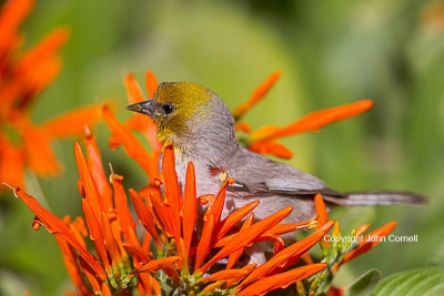 Auriparus-flaviceps;One;Verdin;avifauna;bird;birds;color-image;color-photograph;